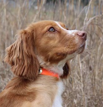 CALADEN'S DANCYVILLE DIVA