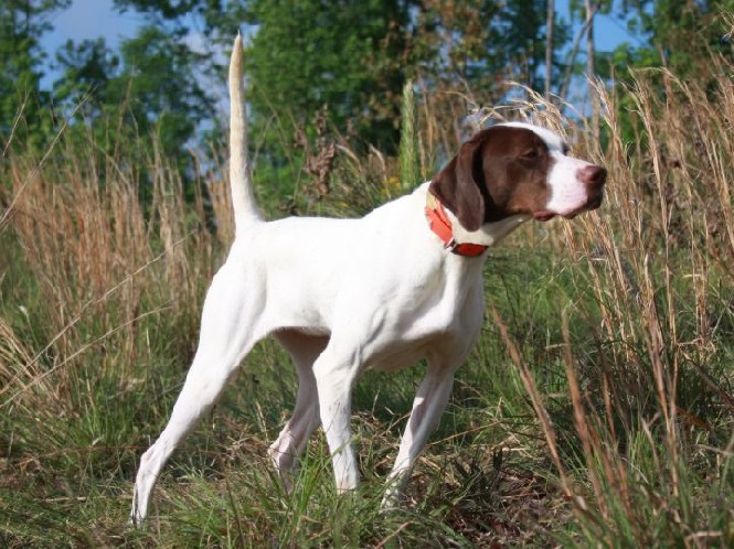 CALADEN'S GUARD RAIL KATE