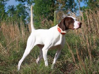 CALADEN'S GUARD RAIL KATE