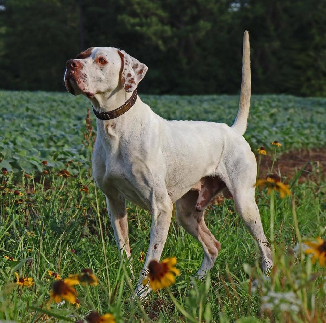 CALADEN'S STORM TROOPER