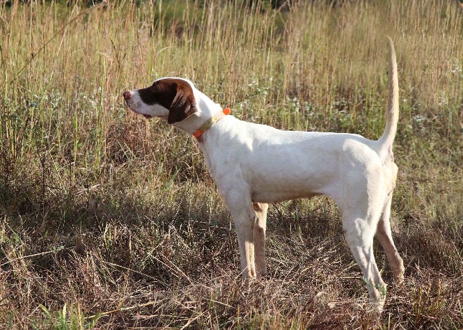 CALADEN’S STRUTTIN DIXIE