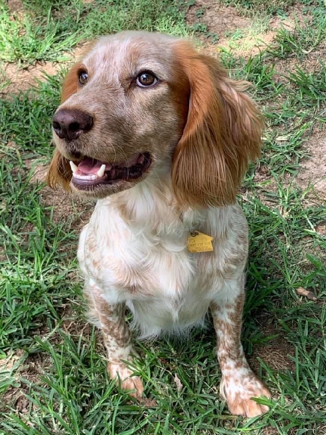 MORWENNA GYPSY CWTCH NEE FOSTERTON