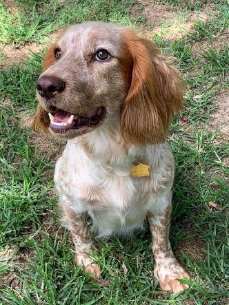 MORWENNA GYPSY CWTCH NEE FOSTERTON 