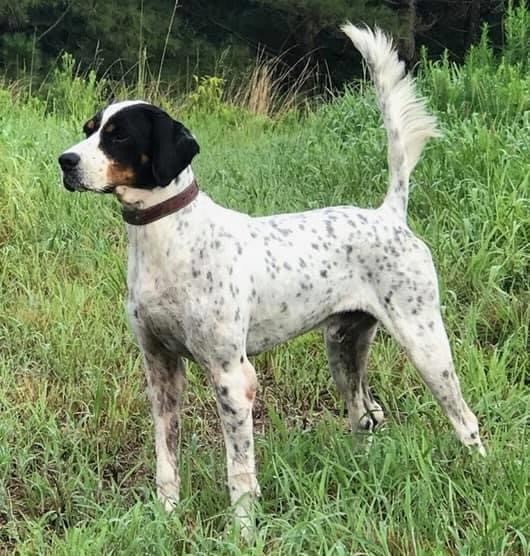 3X RUCH CALADEN’S DA VINCI