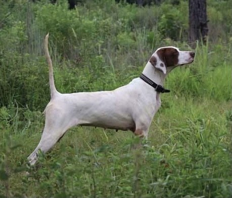 CALADEN’S SPECTACULAR