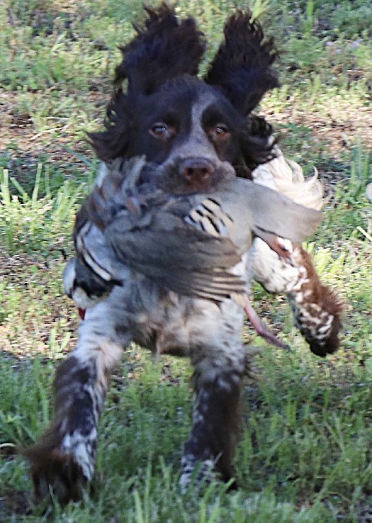 CALADEN’S BARON DU DANCYVILLE