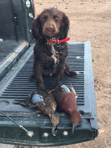 WEE WOOTS PRANCING PIXIE