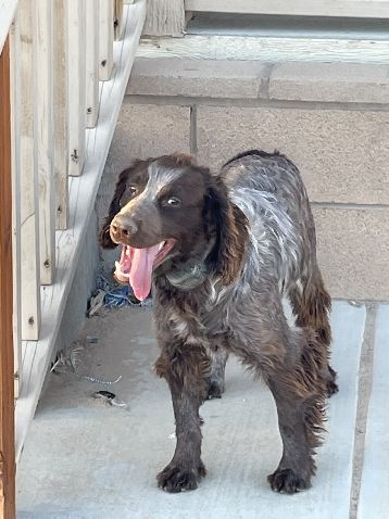 CALADEN’S UHTRED BERASON WOOTS