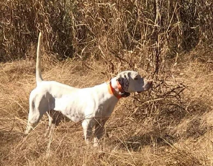 CALADEN'S CLARK KENT