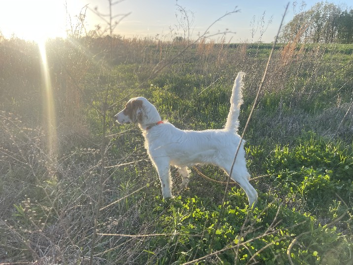 CALADEN’S HOLLYWOOD