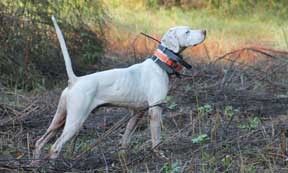 CH CALADEN'S RAIL HAWK